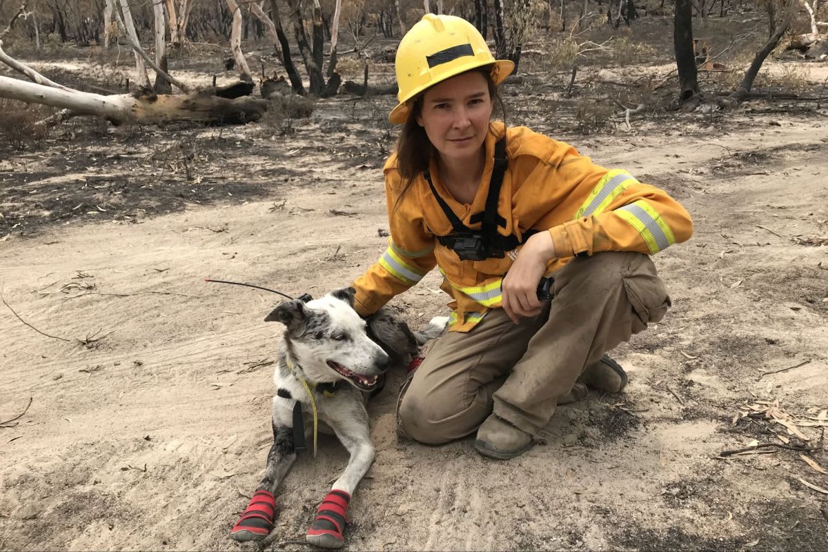 Rescue Dog Bear Saved 100 Koalas From Australian Wildfires - Image 2