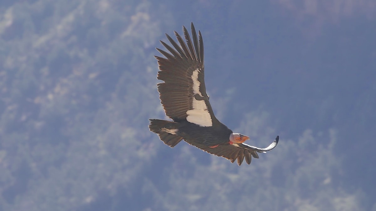 Wild California condors care for first egg in 100 years