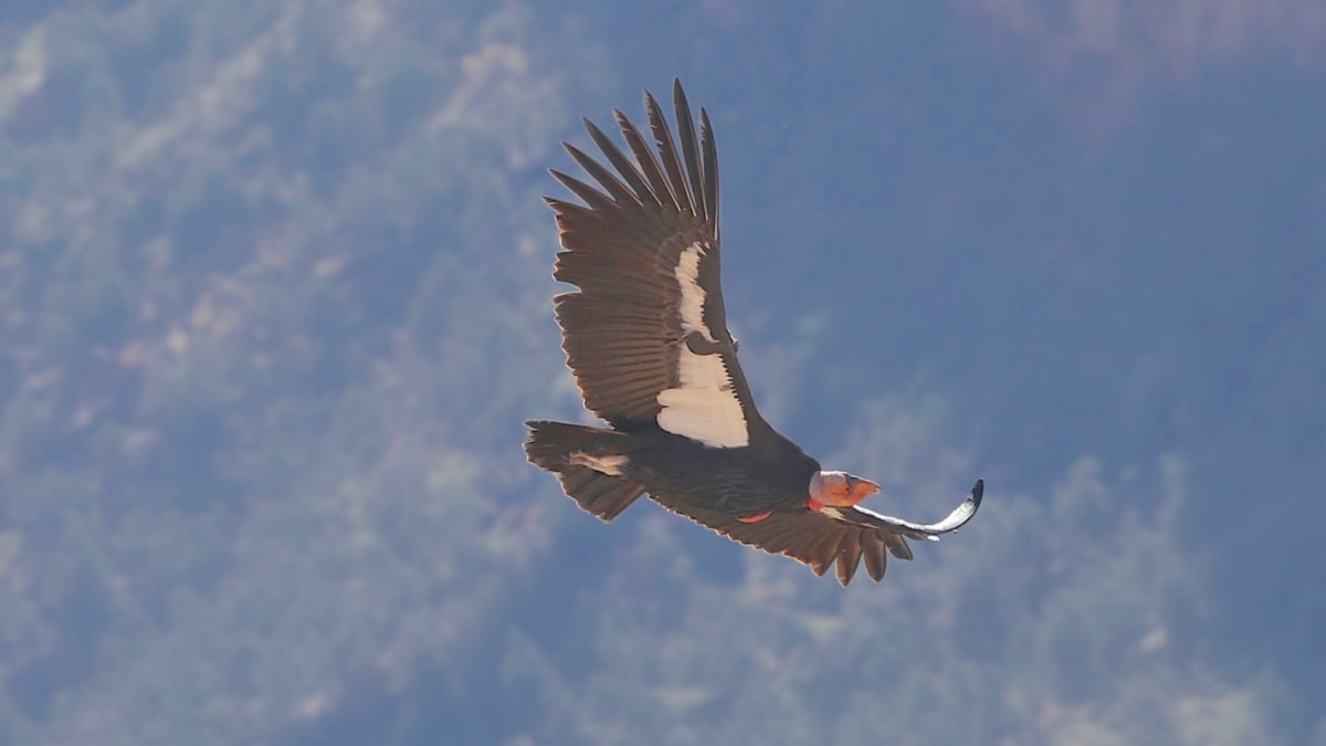 Wild California condors care for first egg in 100 years - Image 2