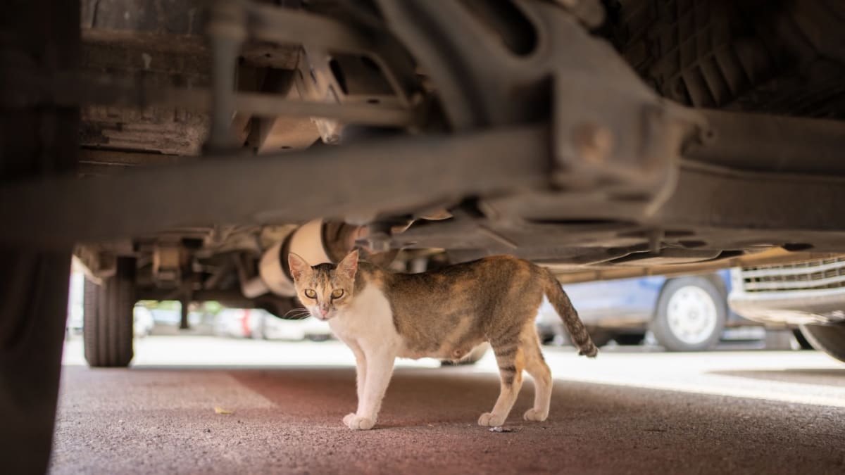 Indoor Cat Survives 15-Mile Trip Hidden Under Car - Image 2