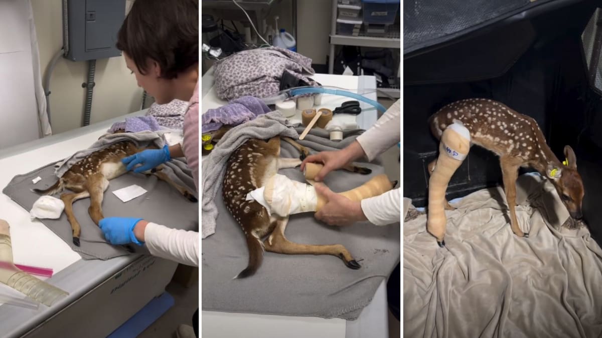 Week-Old Fawn Gets Tiny Splint, Second Chance at Walking