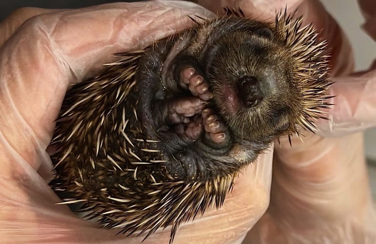 Tiny week-old hedgehog with small spines being held in caregiver's hands at wildlife rescue