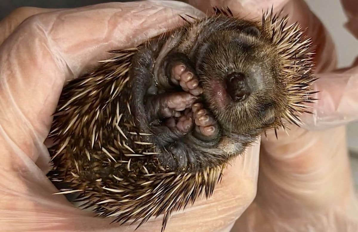 Tiny Hedgehog Found in Rain Now Thriving in U.K. Care - Image 2