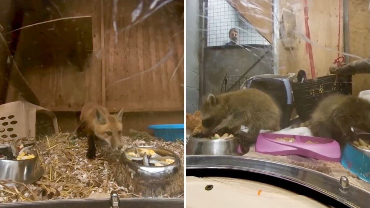 Toronto Wildlife Centre Shows How to Feed 100+ Wild Patients - Image 2