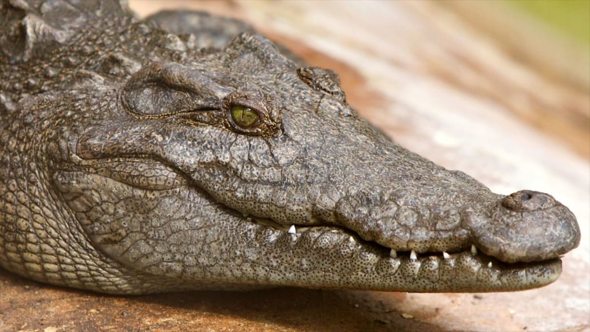 Critically Endangered Crocodile Rescued in South Korea - Image 2