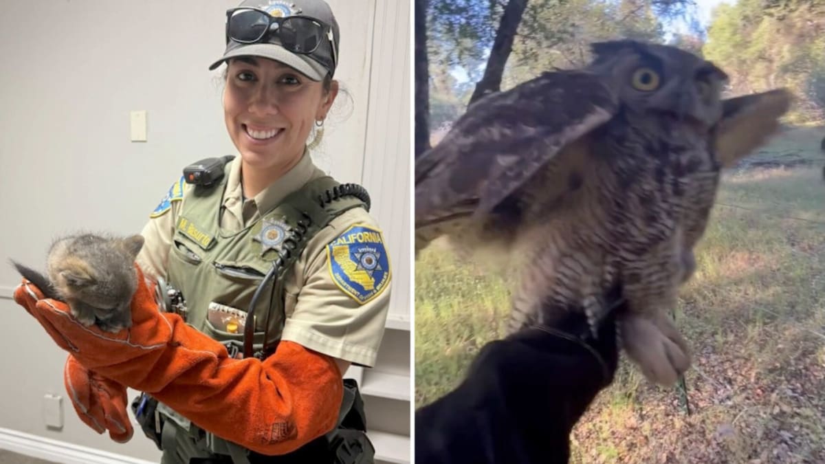 California Officer Saves Owl and Fox in One Day - Image 2
