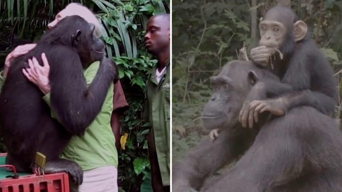 Rescued Chimp Wounda Now Teaches Her Daughter Hope to Thrive - Image 2