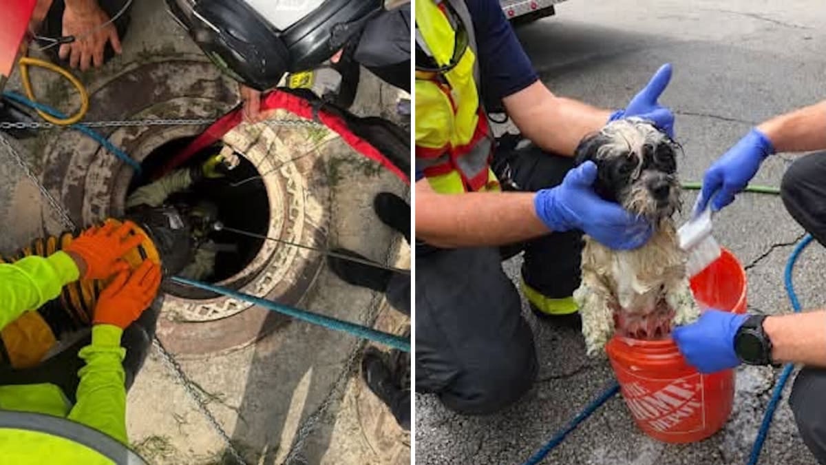 Florida Firefighter Rescues Dog From 10-Foot Sewage Pit