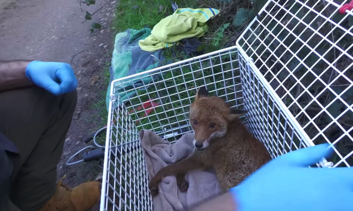 Mother fox recovering at wildlife rescue center before reuniting with her five cubs