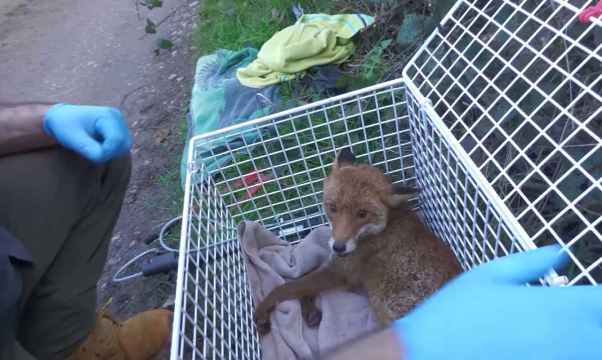 UK Rescuers Save Dying Mother Fox, Return Her to 5 Cubs - Image 2
