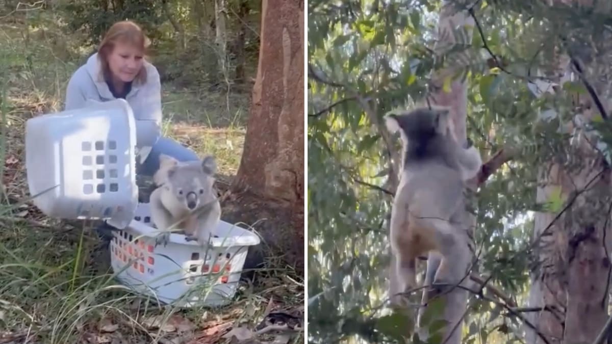 Healthy koala named Tony climbing eucalyptus tree after recovering from car strike injury