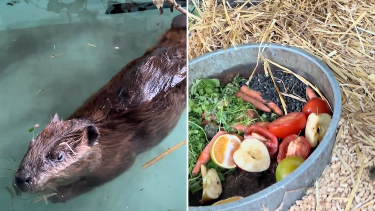 Beaver with neurological issues swimming peacefully in pool at Illinois farm sanctuary