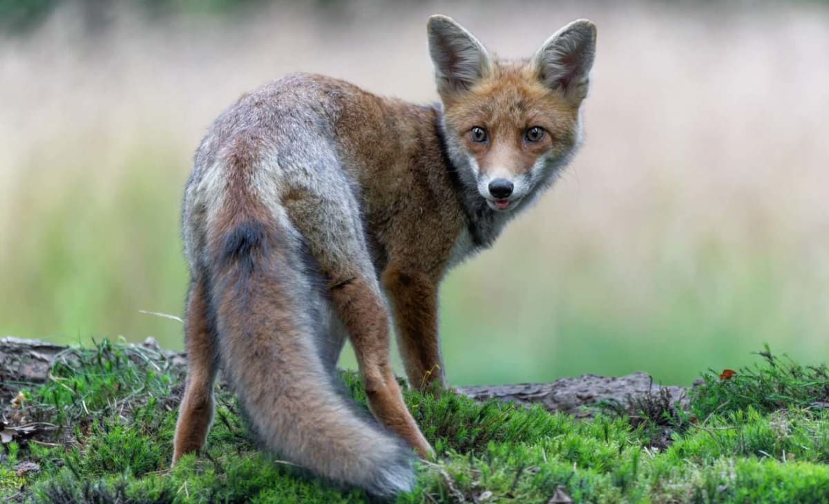 Young Fox Near Death from Mange Now Eating and Recovering - Image 2