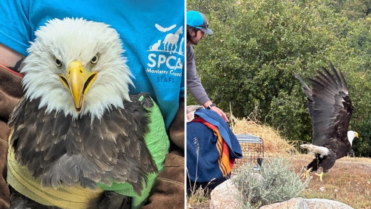 Electrocuted Bald Eagle Soars Free After 25-Week Recovery - Image 2