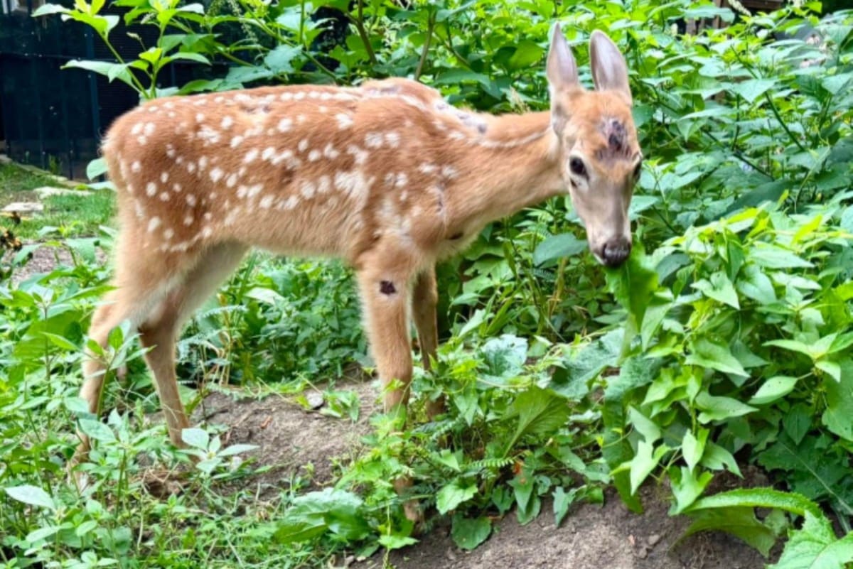 Indiana Fawn Unable to Stand Now Grazing After Truck Hit - Image 2