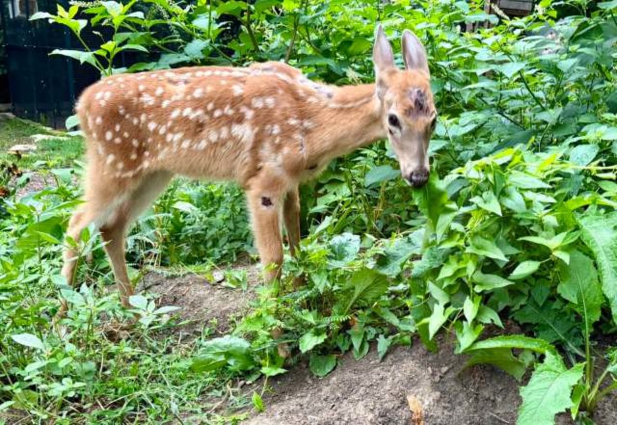 Indiana Fawn Unable to Stand Now Grazing After Truck Hit - Image 3