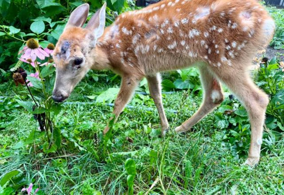 Indiana Fawn Unable to Stand Now Grazing After Truck Hit - Image 4