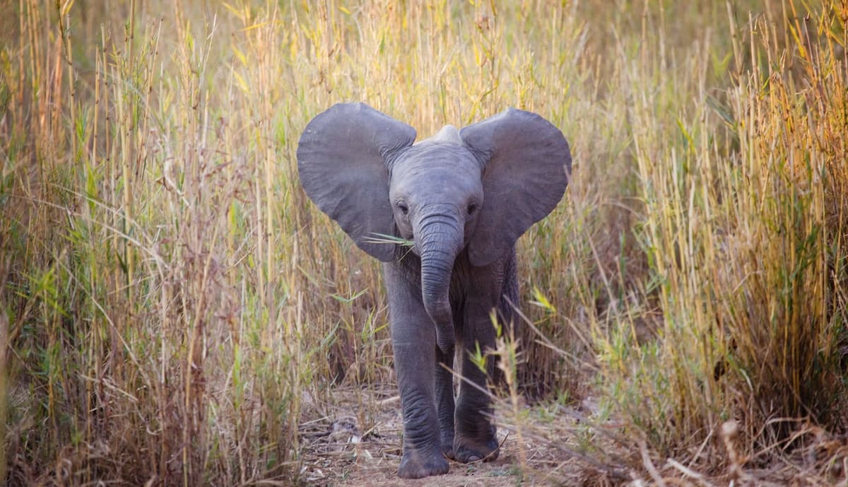 Young Elephant Serenget Rejoins Herd After Bullet Wound