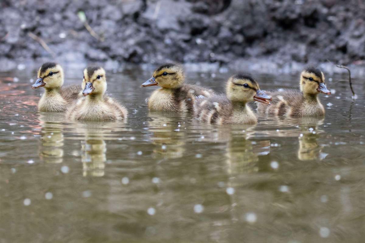 Firefighter Rescues 5 Ducklings From 30-Foot Storm Drain - Image 2