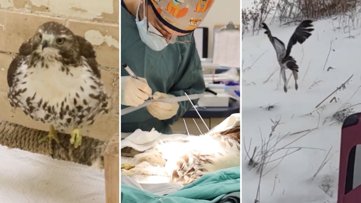 Red-tailed hawk perched after recovering from broken leg surgery at Toronto Wildlife Centre