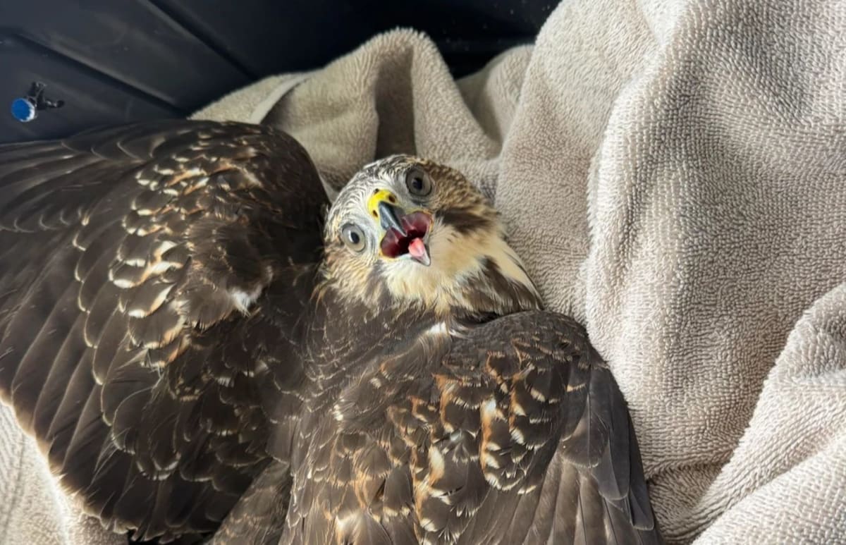 Nova Scotia Raptor Rescued in 10-Minute Community Chain