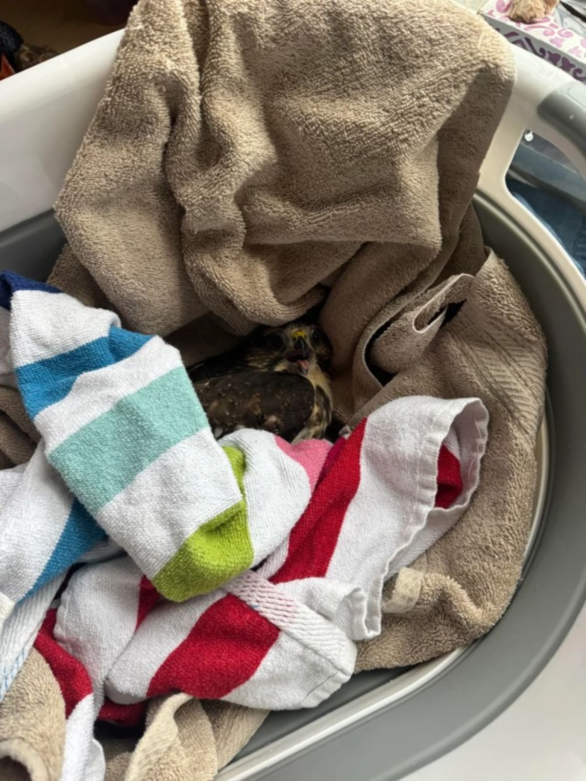 Nova Scotia Raptor Rescued in 10-Minute Community Chain - Image 4