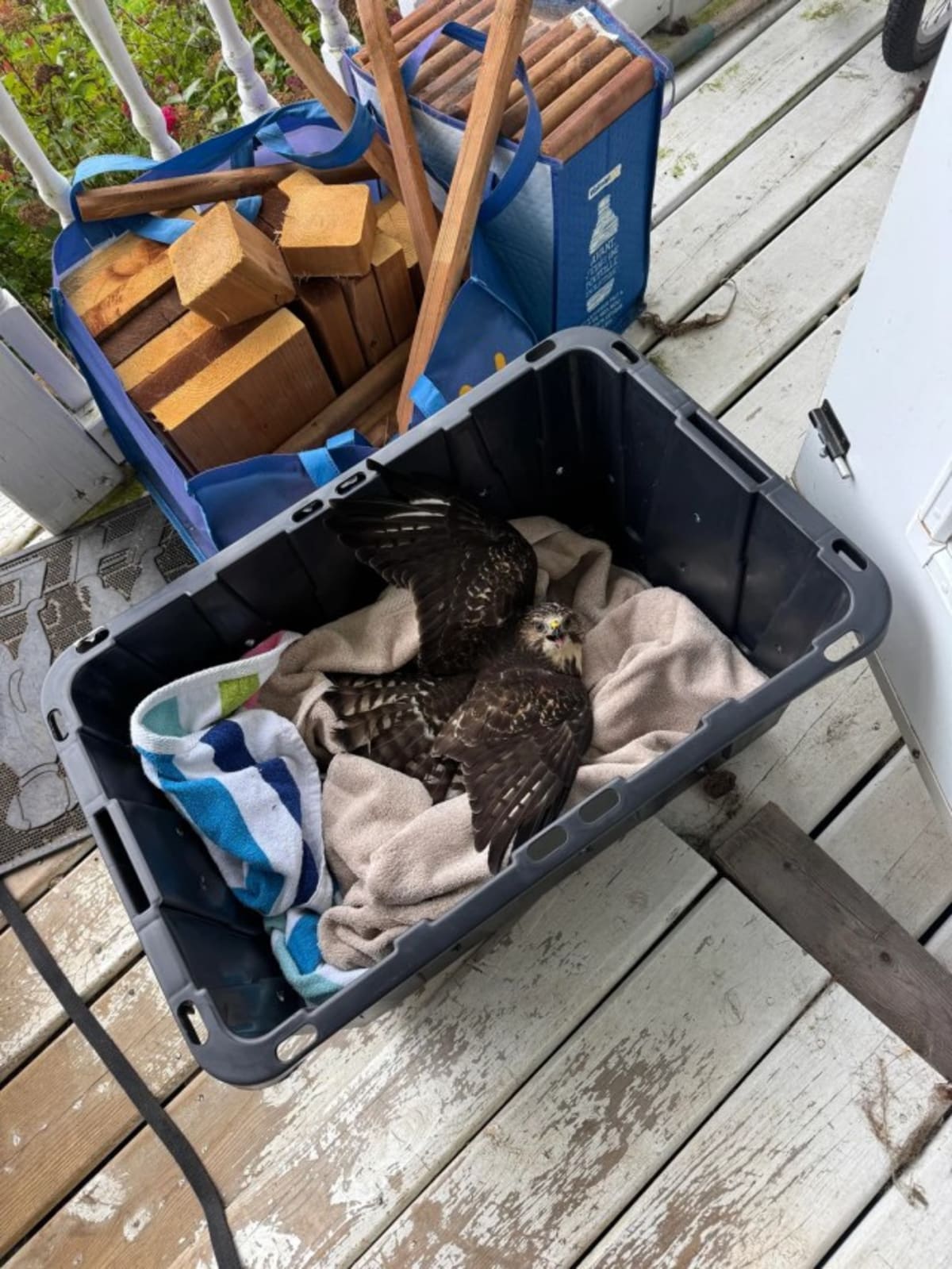 Nova Scotia Raptor Rescued in 10-Minute Community Chain - Image 3