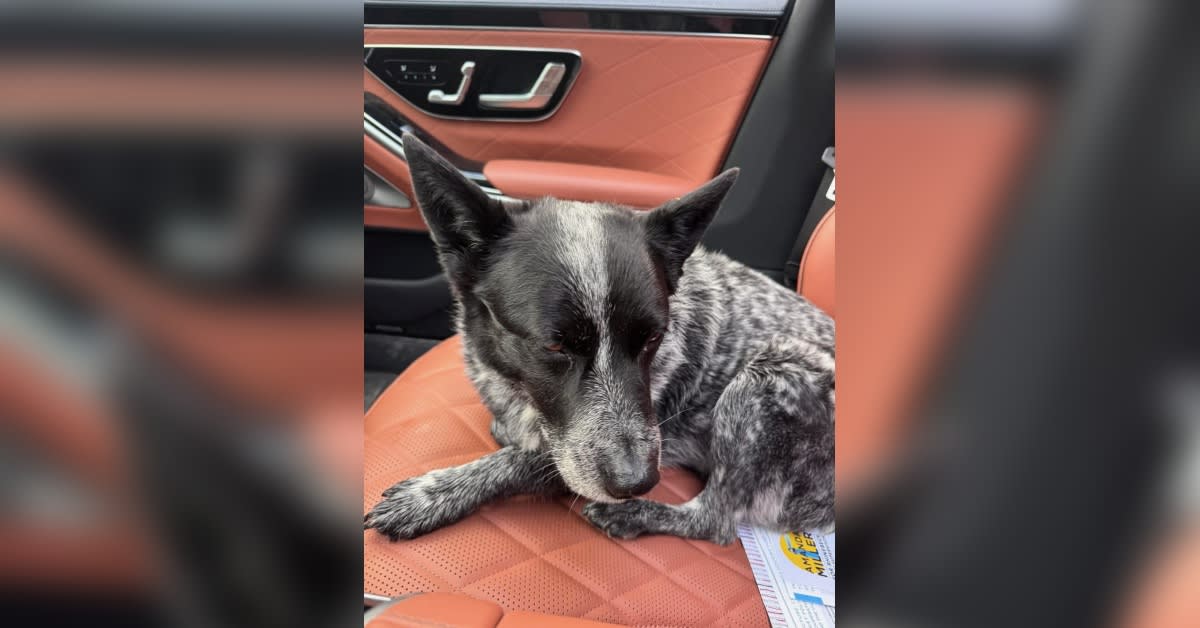 Woman Rescues Lost Dog on Taconic Hours After Election Loss
