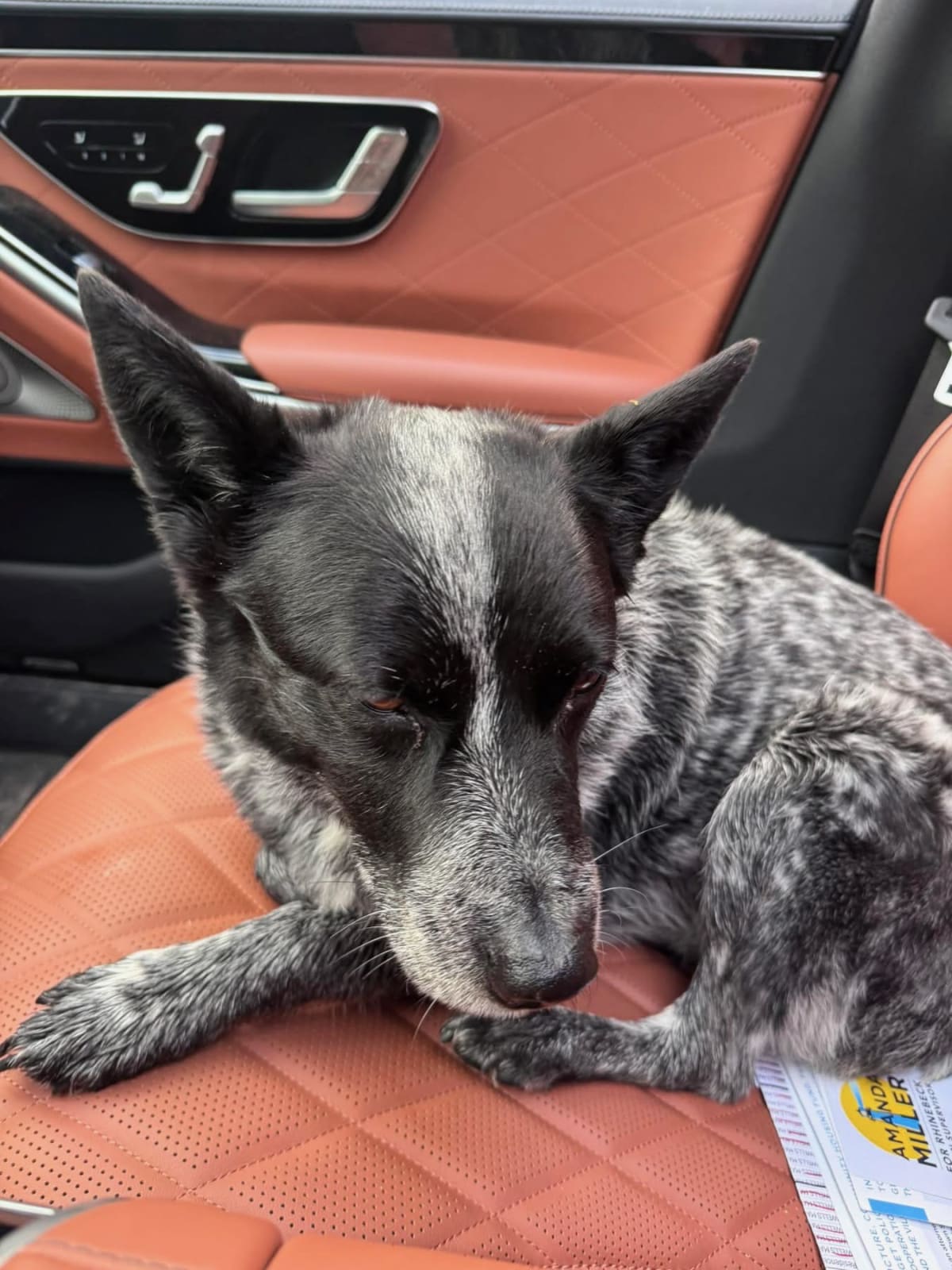 Woman Rescues Lost Dog on Taconic Hours After Election Loss - Image 2