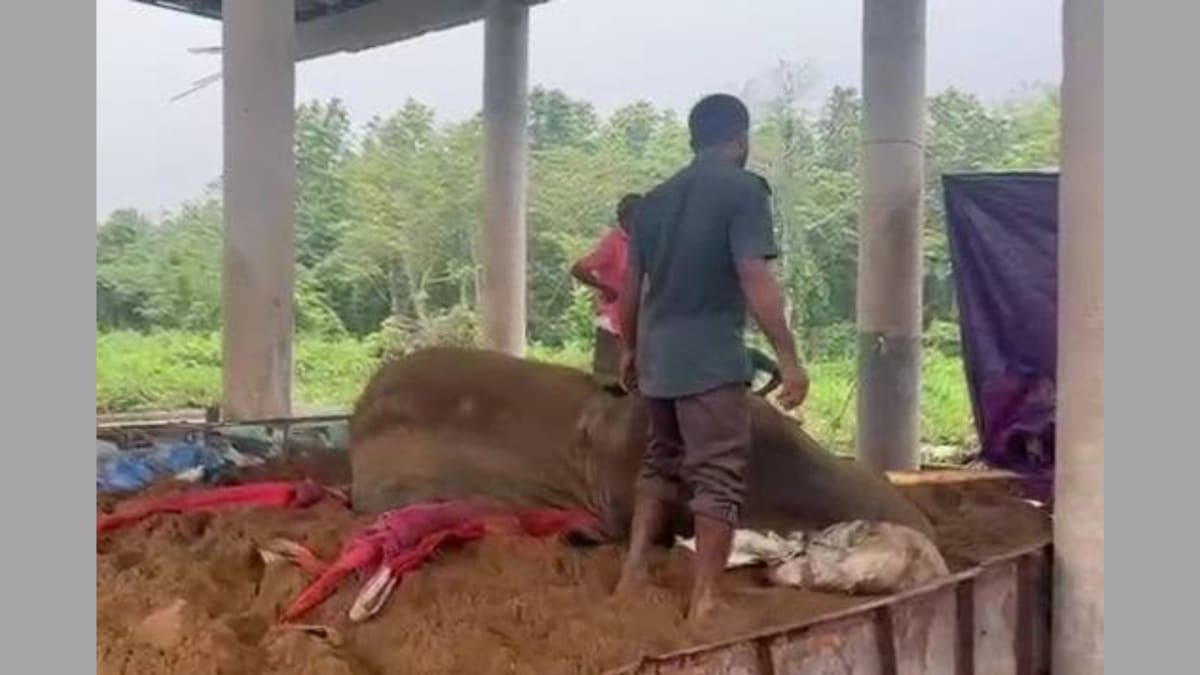 ** Elderly circus elephant receiving veterinary care at wildlife rescue facility in Bangladesh