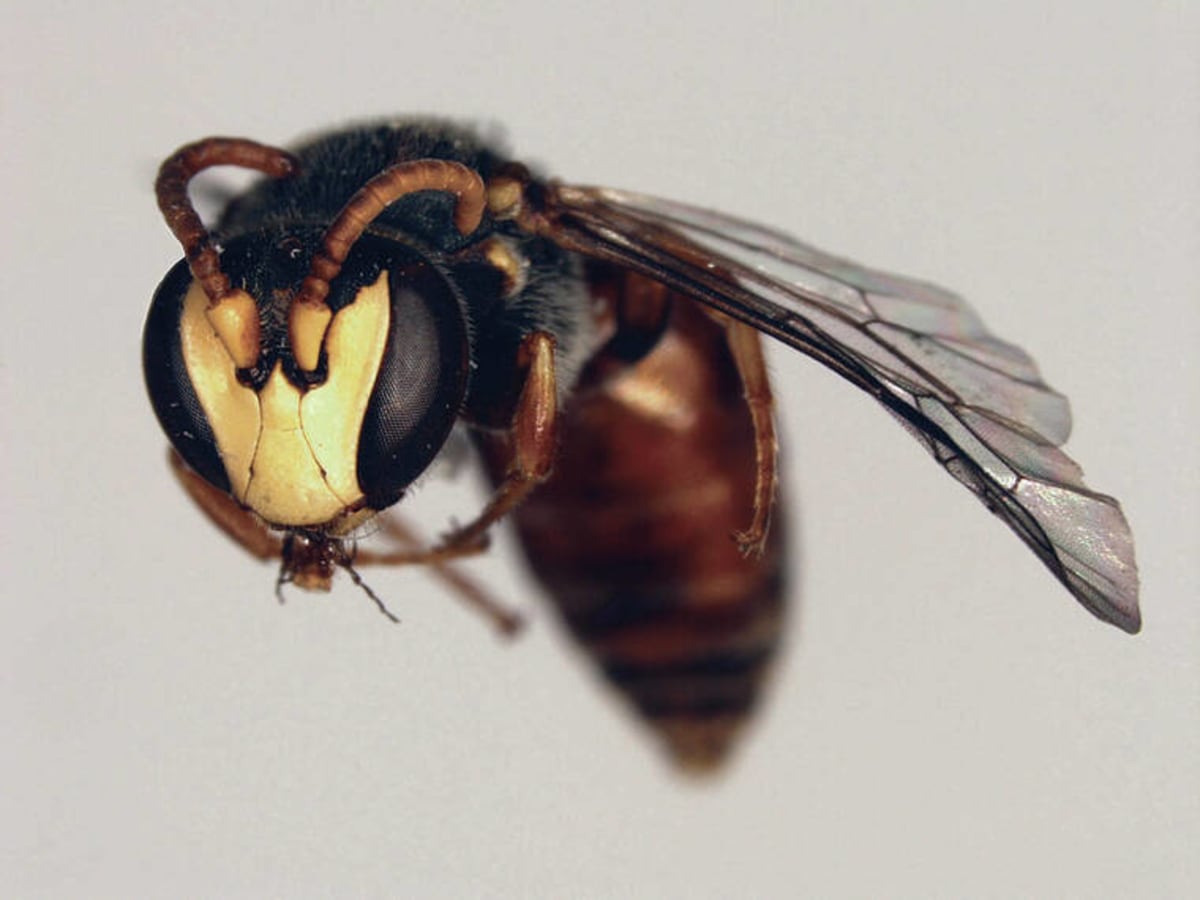 Hawaiian yellow-faced bee on native coastal naupaka flower in protected dune ecosystem
