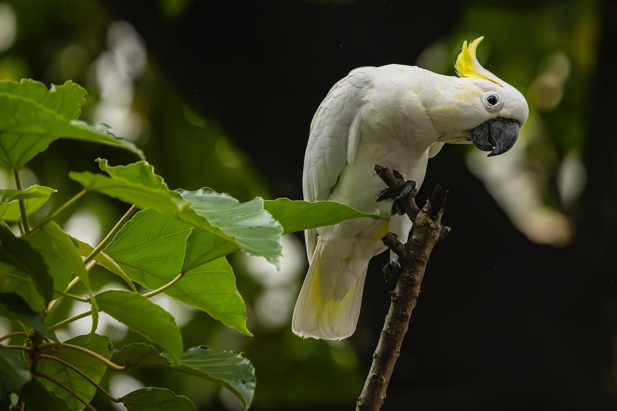 ** Yellow-crested cockatoo perched on blooming tree branch in urban Hong Kong skyline