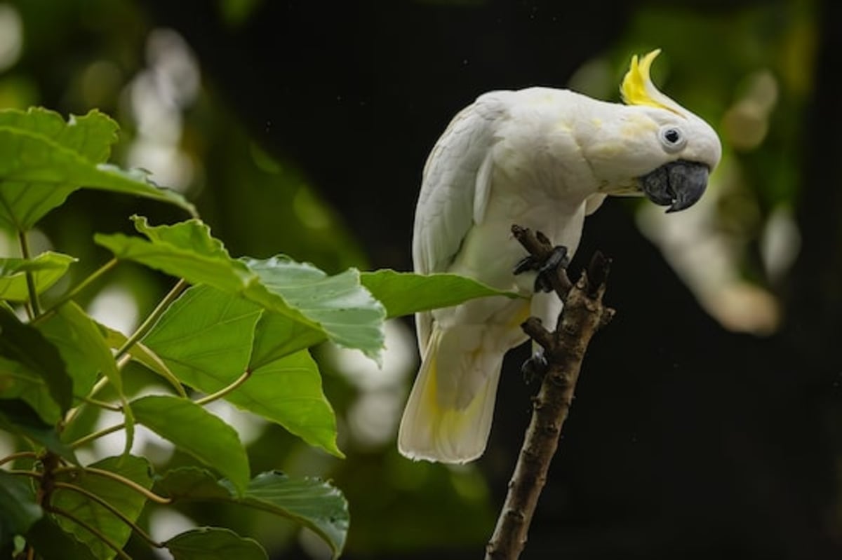 Hong Kong's 200 Cockatoos Could Save Their Entire Species - Image 2