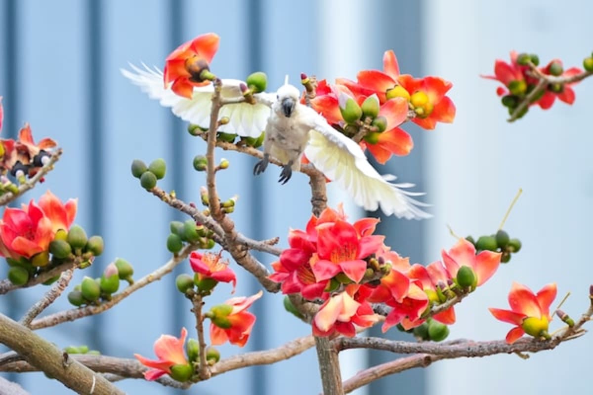 Hong Kong's 200 Cockatoos Could Save Their Entire Species - Image 3