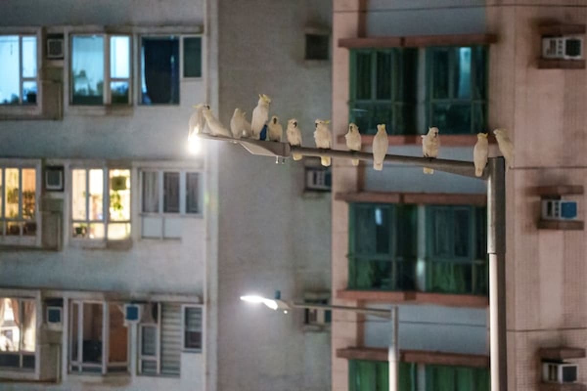 Hong Kong's 200 Cockatoos Could Save Their Entire Species - Image 5