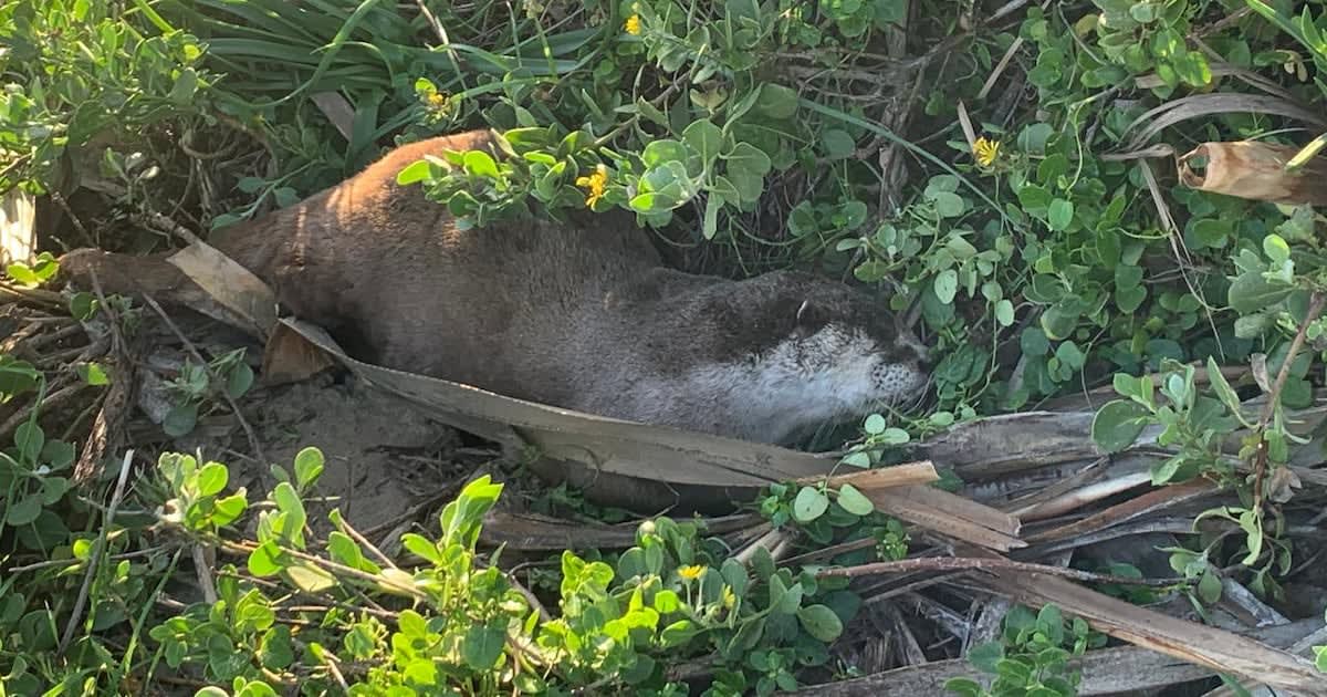 Beachgoers Save Injured Otter in South Africa
