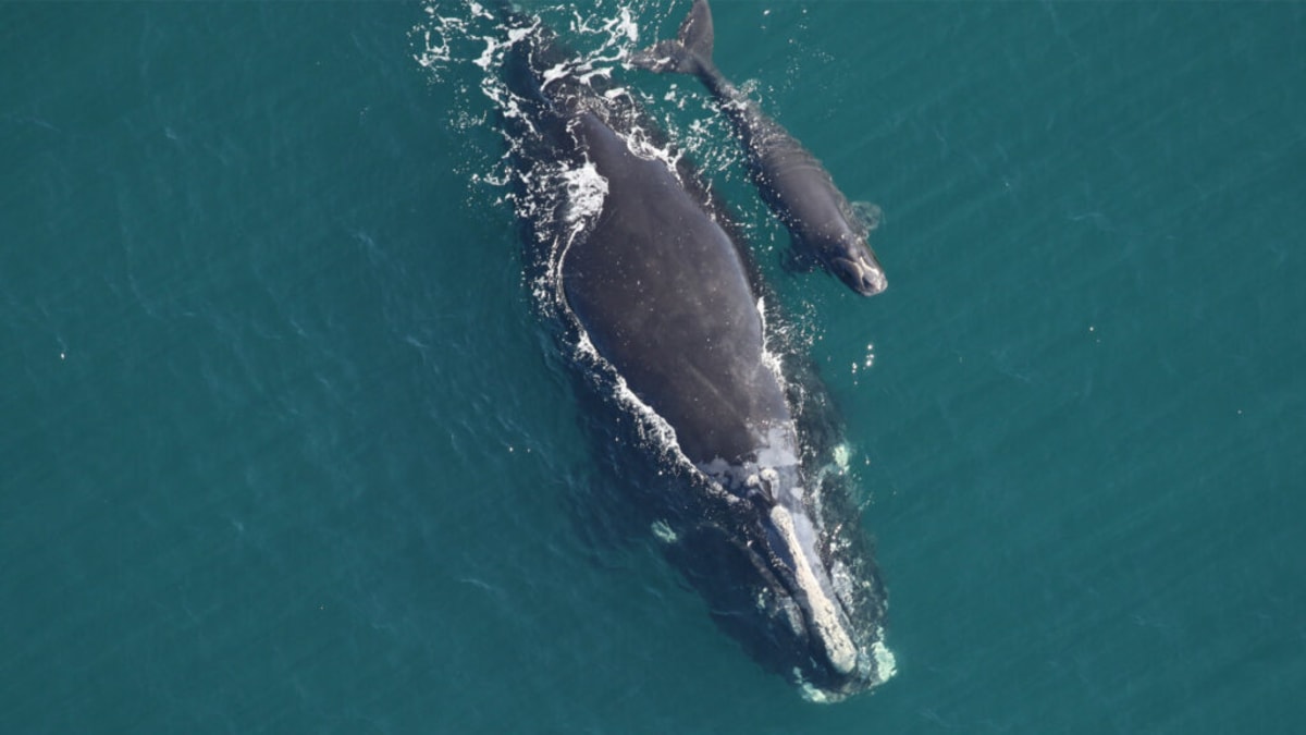 Volunteers Help Save 380 Rare Whales Off Florida Coast - Image 2