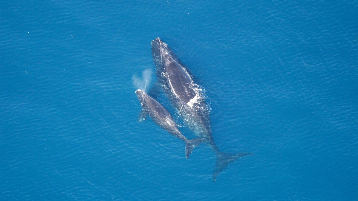 Volunteers Help Save 380 Rare Whales Off Florida Coast
