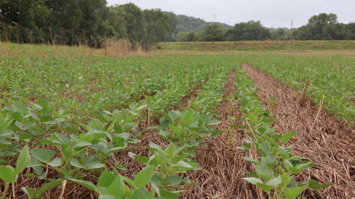 Regenerative Farming Could Save Billions While Healing Soil - Image 2