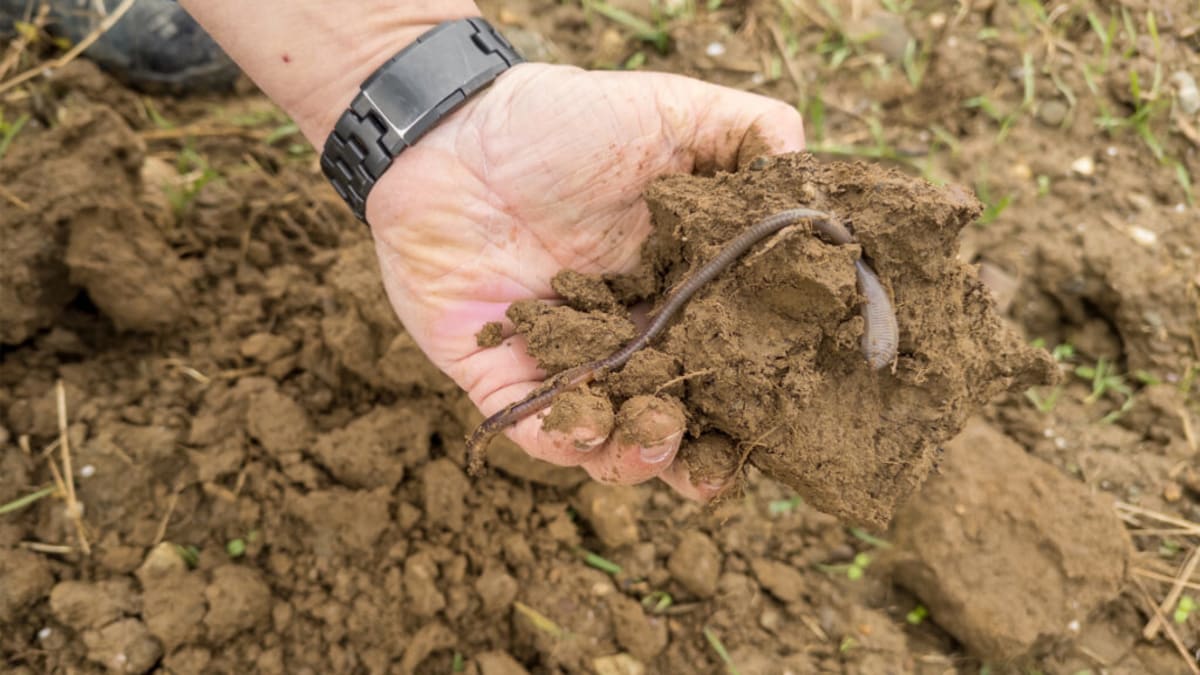 Regenerative Farming Could Save Billions While Healing Soil - Image 3