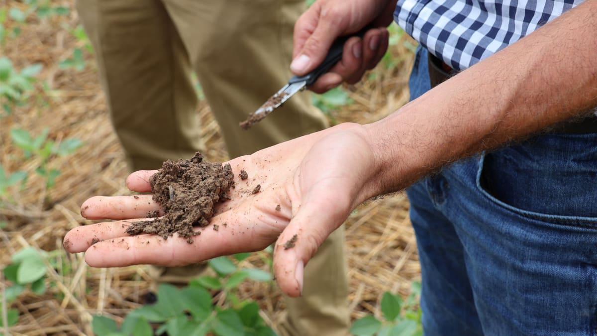 Regenerative Farming Could Save Billions While Healing Soil