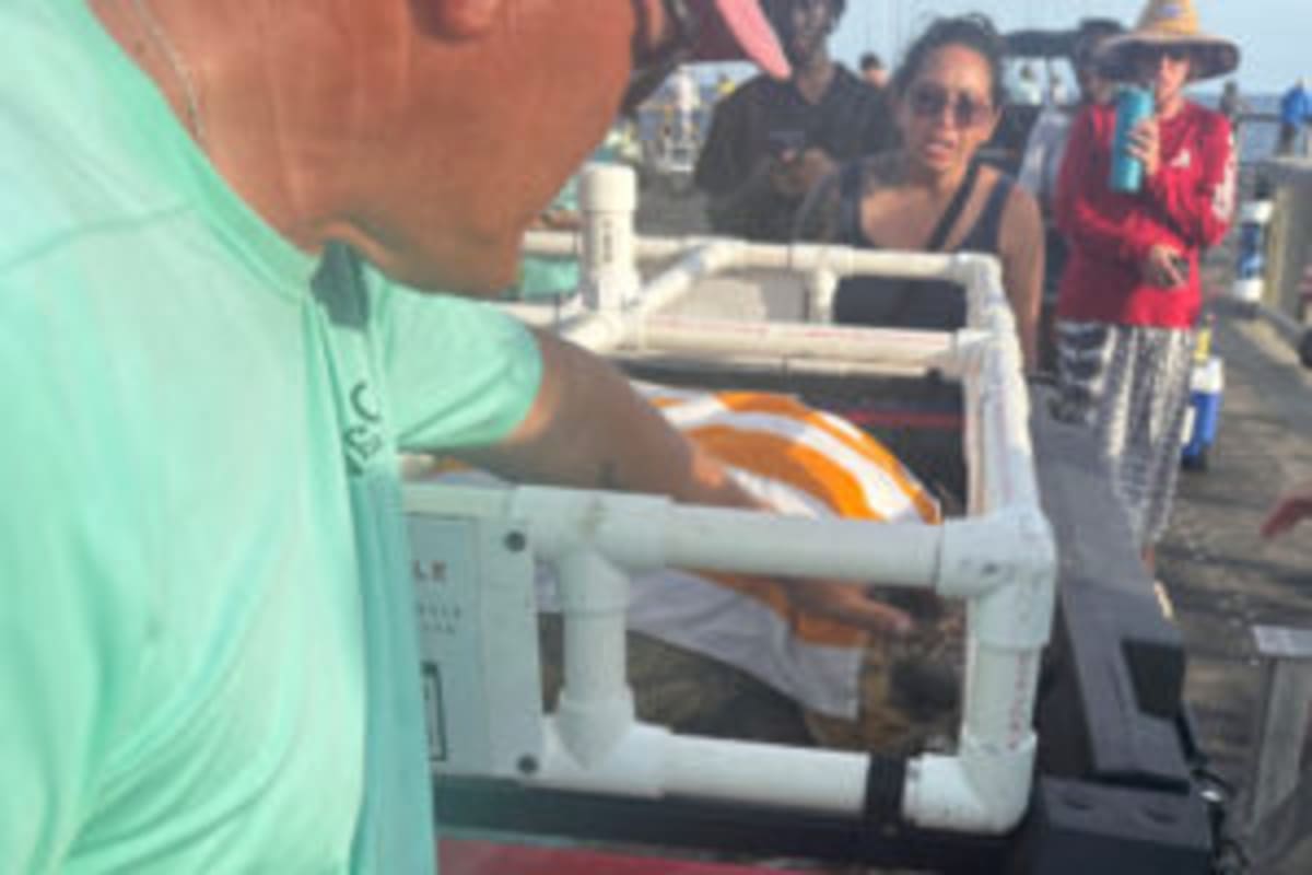 Florida Volunteers Save 59 Sea Turtles in One Year - Image 2
