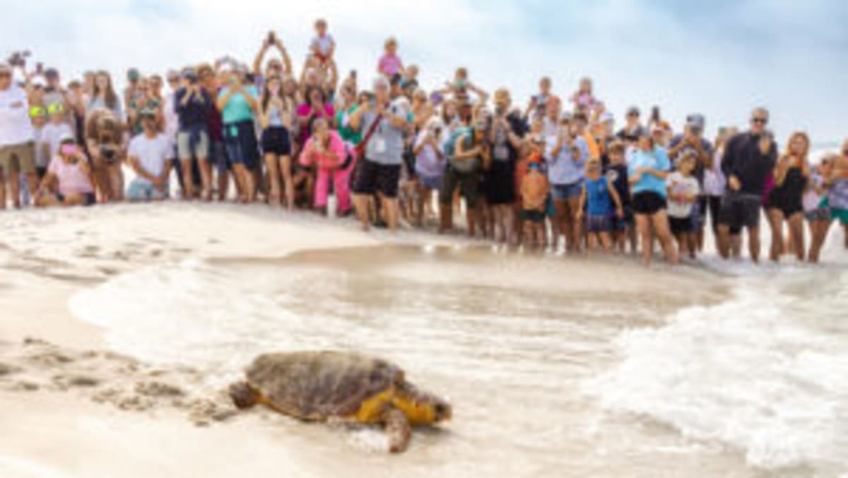 Florida Volunteers Save 59 Sea Turtles in One Year - Image 4