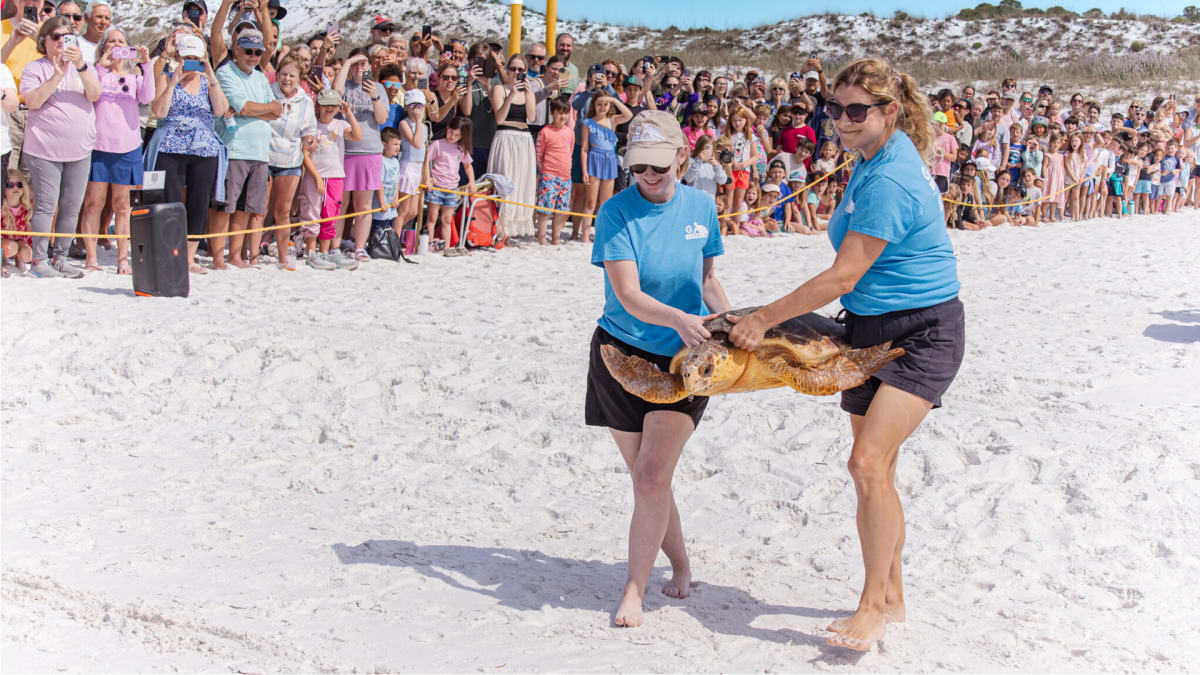 Florida Volunteers Save 59 Sea Turtles in One Year