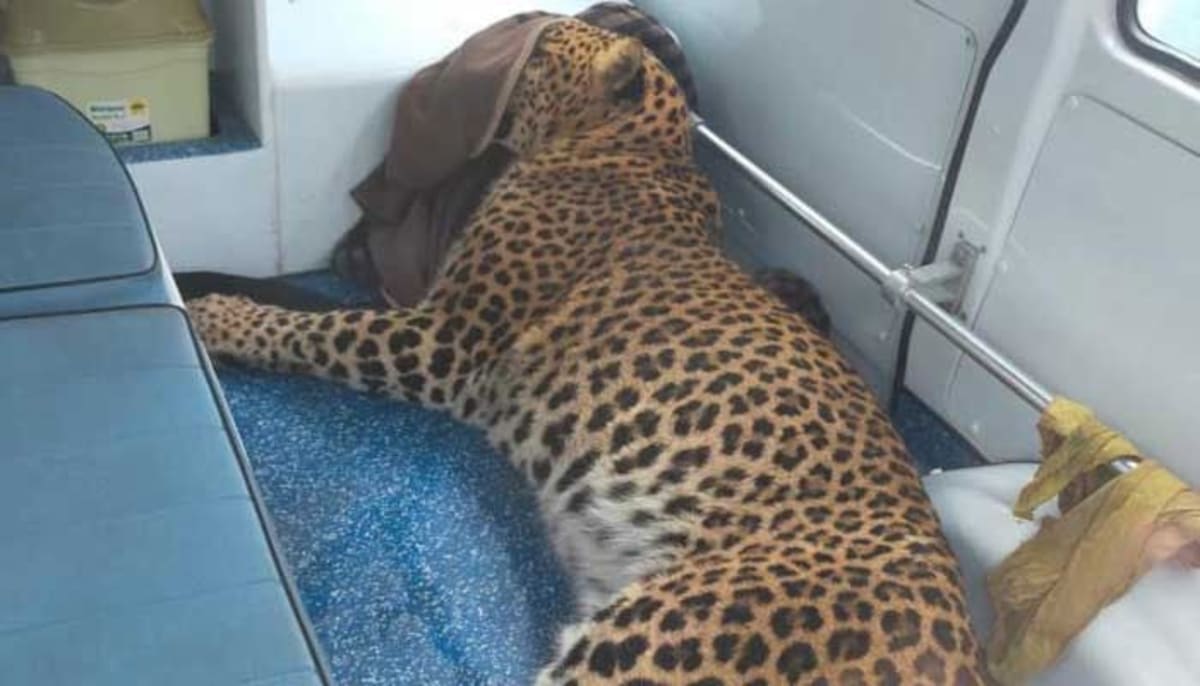 Injured young leopard being transported in wildlife ambulance to rescue center in Pakistan