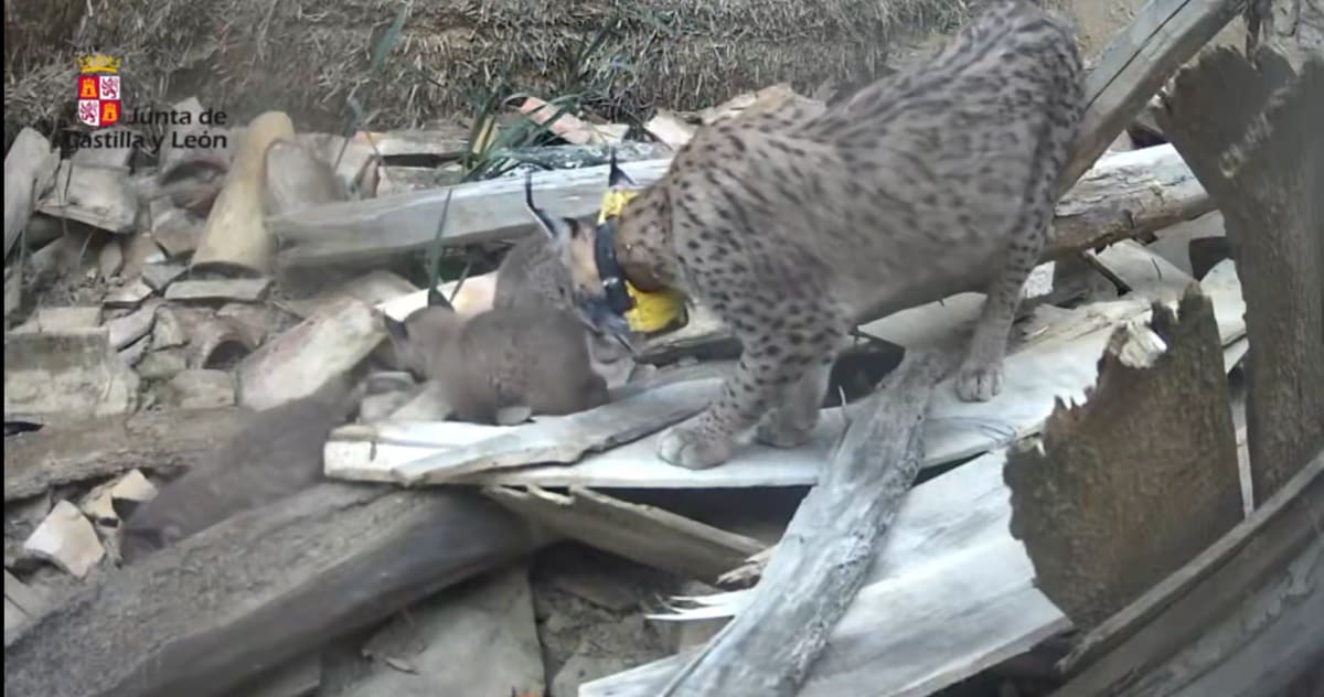 Spain's Rarest Cat Has 5 New Cubs Born in the Wild - Image 2