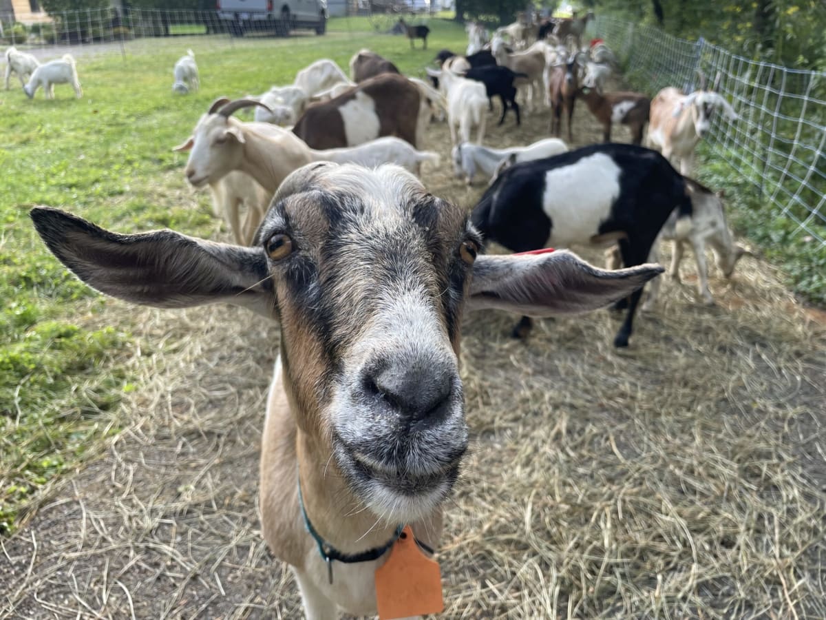 Goats resting on bike path after being rescued from floodwaters in Granville, Ohio