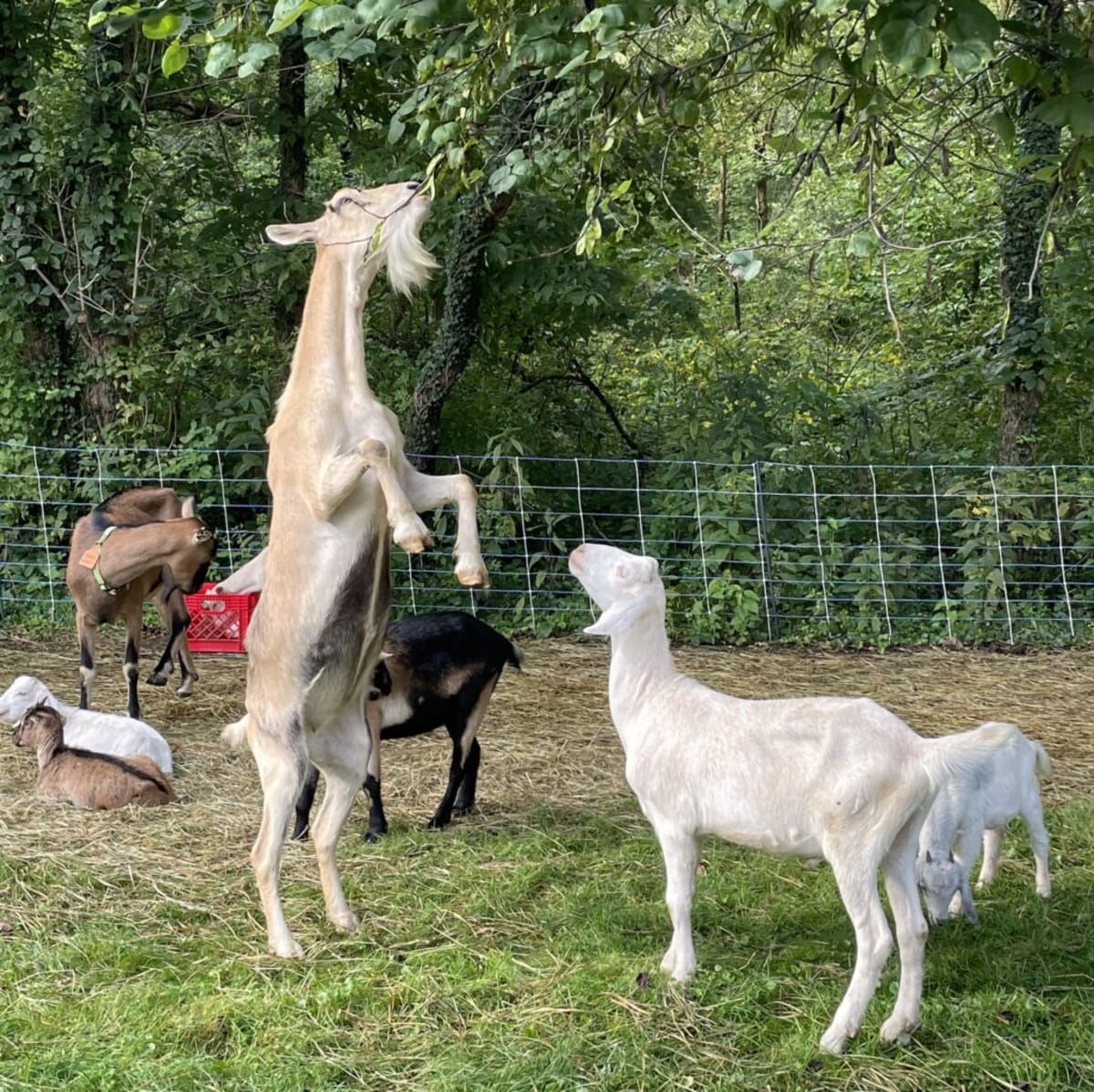 Volunteers Wade Into Floodwaters to Rescue 60 Working Goats - Image 4
