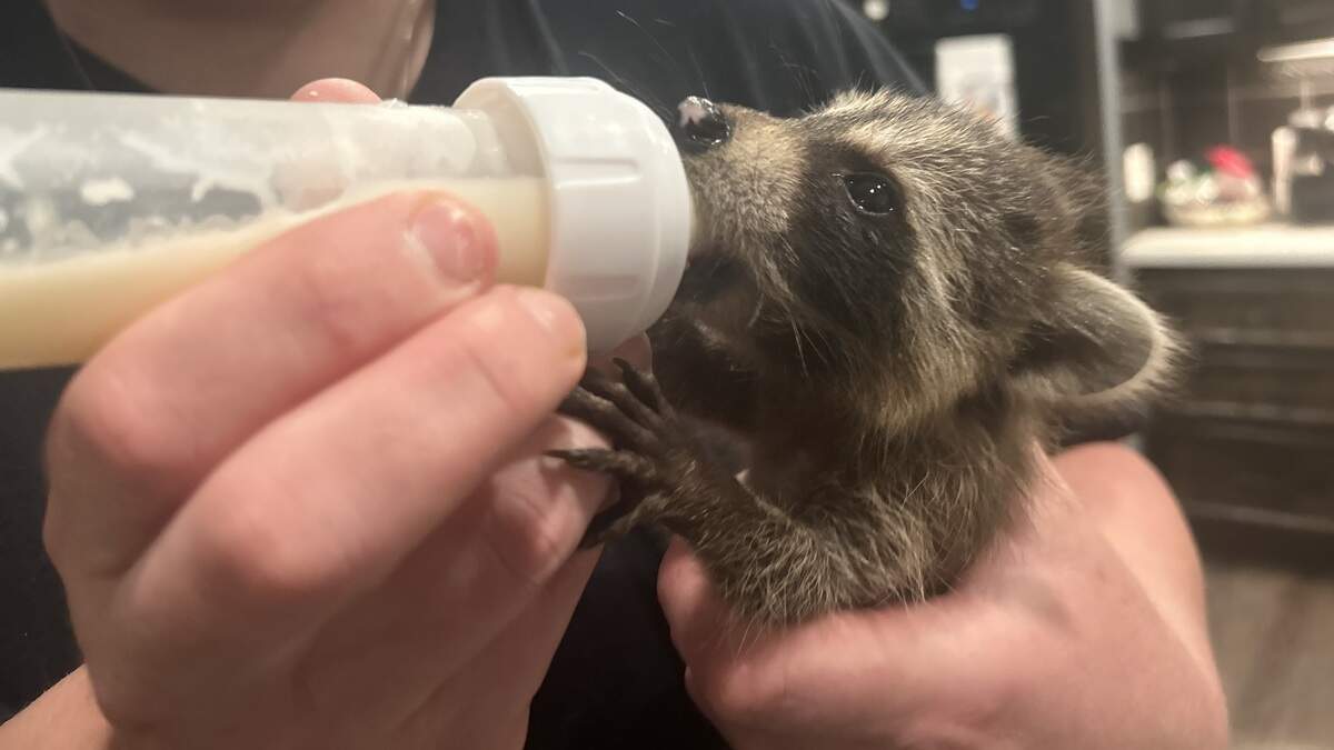 South Carolina Wildlife Rescue Saves Dozens of Injured Animals