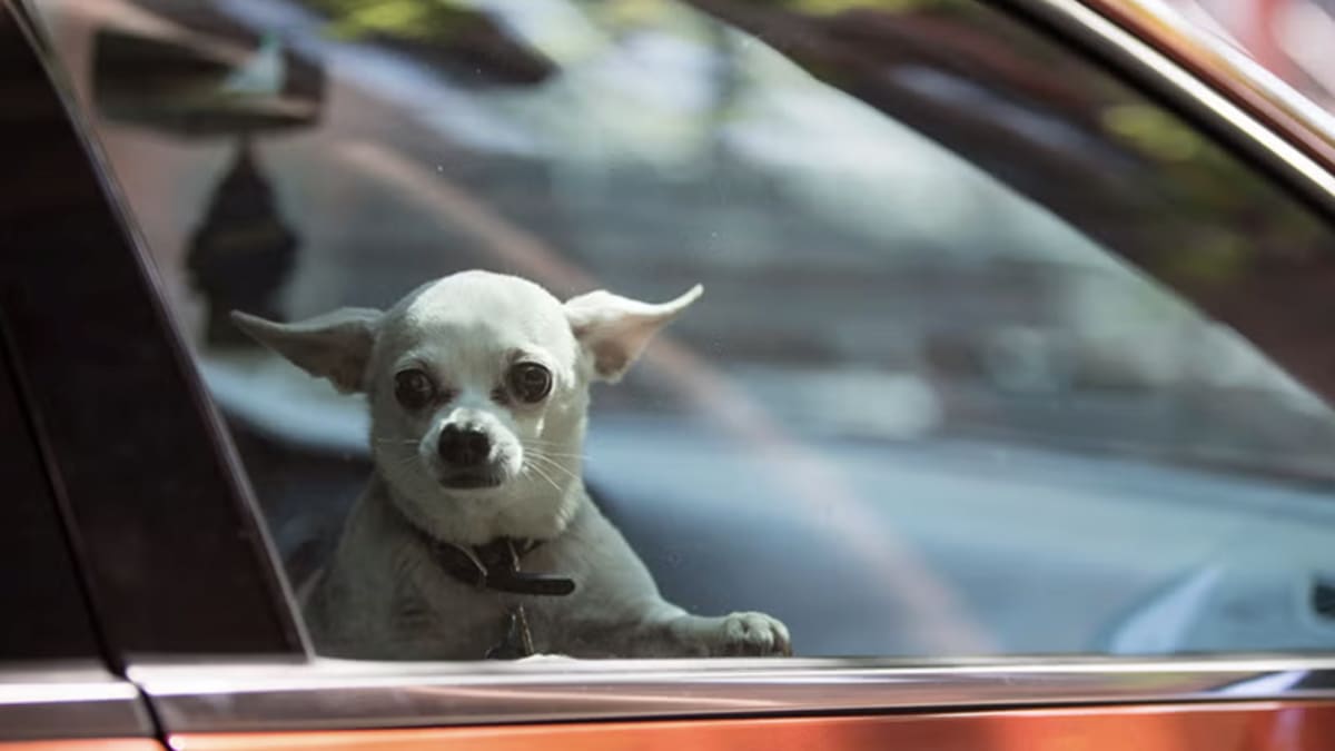 Washington Law Now Protects Pet and Child Rescuers